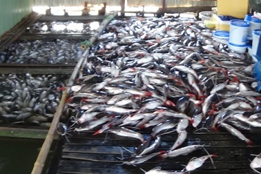 Vụ hàng trăm bè cá chết bất thường: Do thiếu oxy?