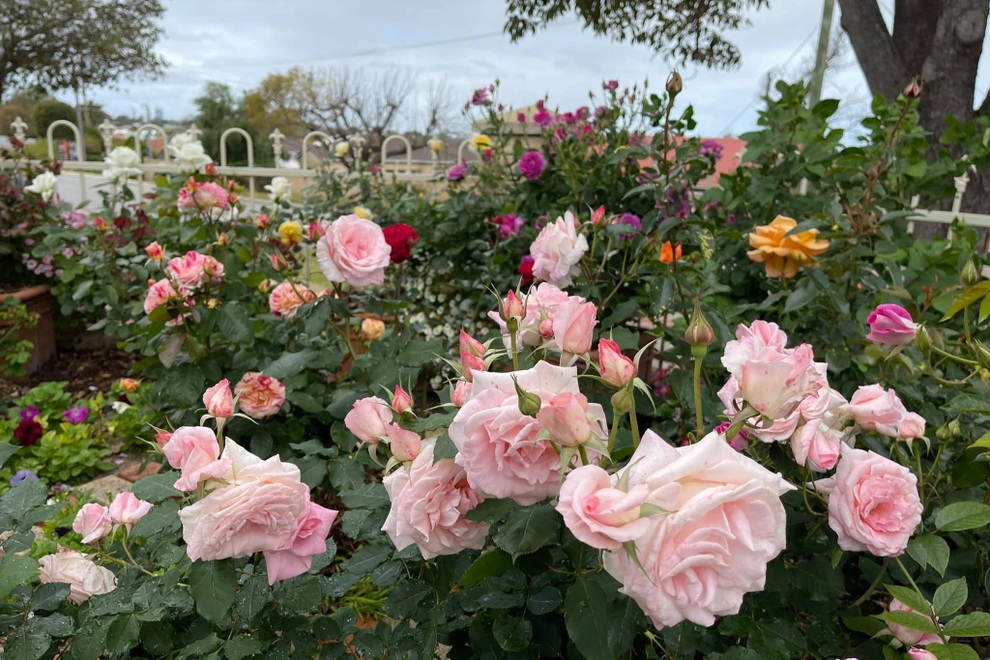 Vợ chồng Việt biến sân 60m2 tại Úc thành công viên hoa hồng ấn tượng - 3 Vợ chồng Việt biến sân 60m2 tại Úc thành công viên hoa hồng ấn tượng - 3