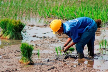 Quảng Bình: Ra Tết, bỏ 200.000 đồng/ngày thuê người đi cấy lúa