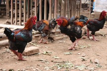 Gà Đông Tảo "cháy hàng" dịp Tết Đinh Dậu