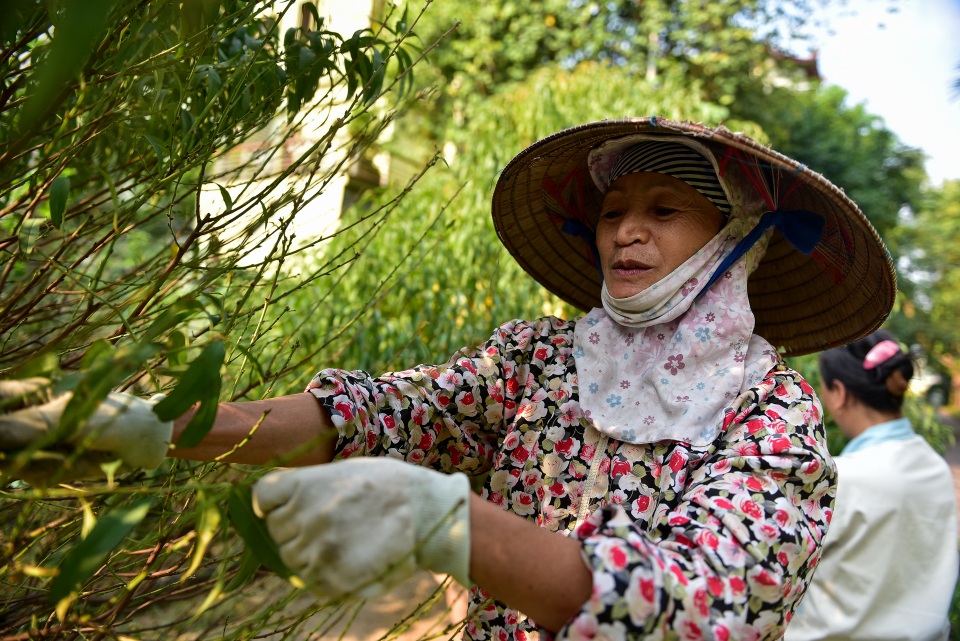 Chi tiền triệu thuê nhân công tuốt lá đào đón Tết Canh Tý - 9 Chi tiền triệu thuê nhân công tuốt lá đào đón Tết Canh Tý - 9
