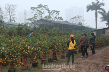Thu nhập hàng triệu đồng/ngày, người dân &apos;hốt bạc&apos; dịp cận Tết