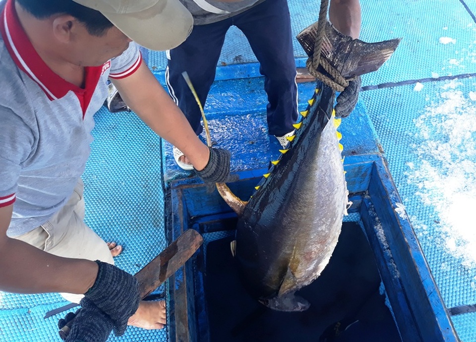 Giá cá ngừ đại dương thấp, ngư dân đánh bắt xuyên Tết thất thu - 7 Giá cá ngừ đại dương thấp, ngư dân đánh bắt xuyên Tết thất thu - 7