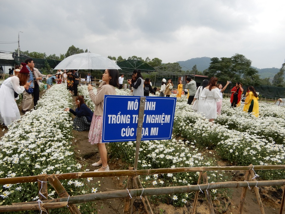 Ứng dụng công nghệ sinh học để “mang” vườn cúc họa mi từ Hà Nội về Đà Nẵng - 1 Ứng dụng công nghệ sinh học để “mang” vườn cúc họa mi từ Hà Nội về Đà Nẵng - 1