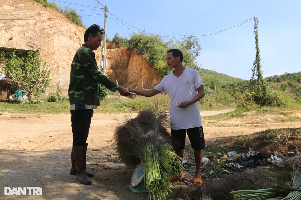 Vào rừng hái lộc về bán, kiếm nửa triệu đồng mỗi ngày - 3 Vào rừng hái lộc về bán, kiếm nửa triệu đồng mỗi ngày - 3