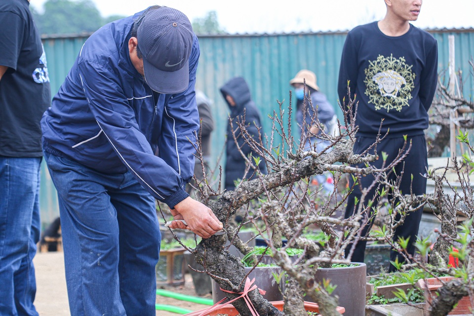 Đào tiến vua... nằm điều hòa chờ Tết - 5 Đào tiến vua... nằm điều hòa chờ Tết - 5