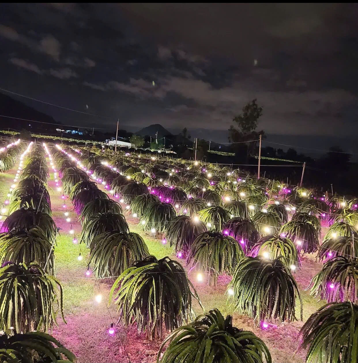 Chong đèn Thanh Long trái vụ huyện Hàm Thuận Nam- Bình Thuận