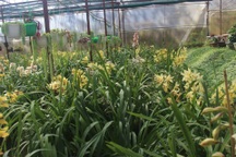 Địa lan nở sớm, nhiều nhà vườn đứng ngồi không yên