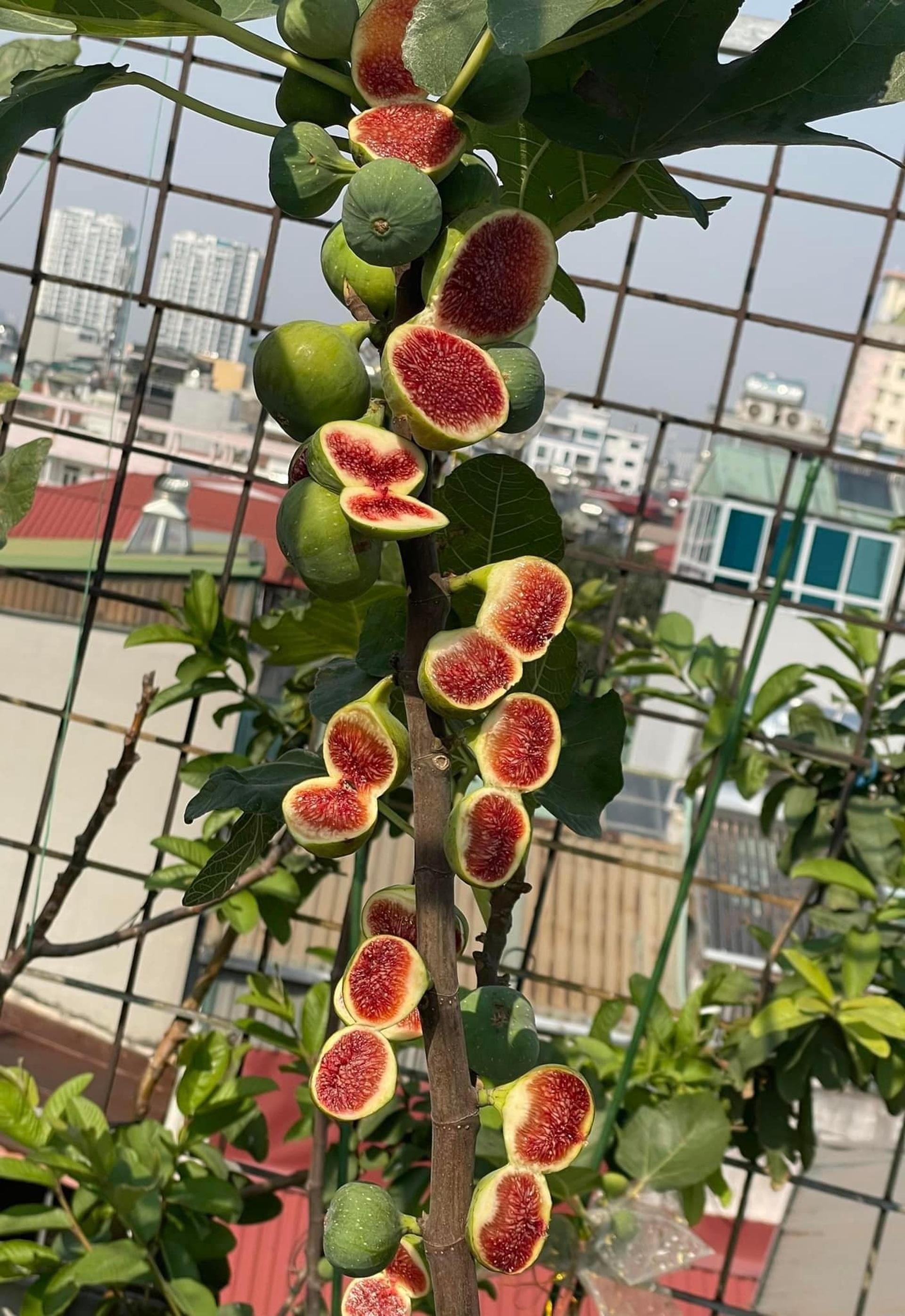 Nữ bác sĩ ở Hà Nội biến sân thượng tầng 6 thành khu vườn ngập rau trái - 10 Nữ bác sĩ ở Hà Nội biến sân thượng tầng 6 thành khu vườn ngập rau trái - 10