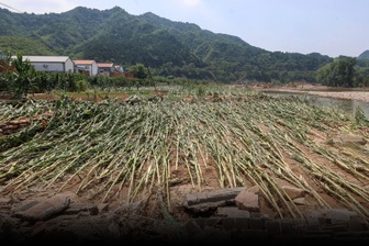 Nông dân mất trắng sau đêm mưa bão, gồng mình chống chọi thiên tai