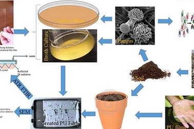 Trung Quốc phát hiện loại nấm có khả năng "tiêu hóa" nhựa dẻo