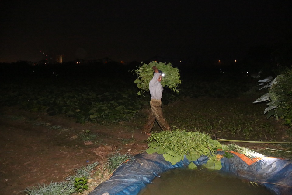 Hà Nội: Dậy từ 1h cắt rau bí, người trồng rau thu hàng chục triệu đồng/vụ - 5 Hà Nội: Dậy từ 1h cắt rau bí, người trồng rau thu hàng chục triệu đồng/vụ - 5