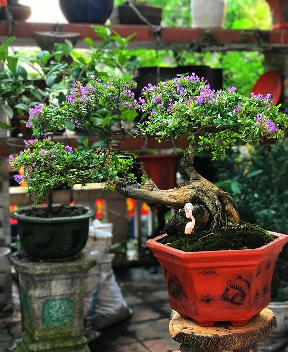 Vườn bonsai ngược trăm triệu đồng trên sân thượng nhà phố ở Quảng Nam - 13 Vườn bonsai ngược trăm triệu đồng trên sân thượng nhà phố ở Quảng Nam - 13