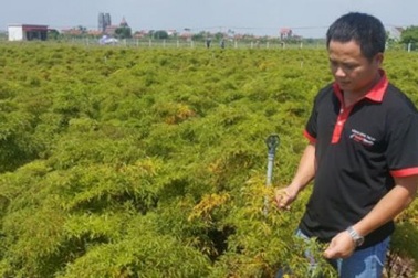 Cầm bằng đại học về quê trồng đinh lăng, chàng trai trẻ thu gần 1 tỷ đồng/năm