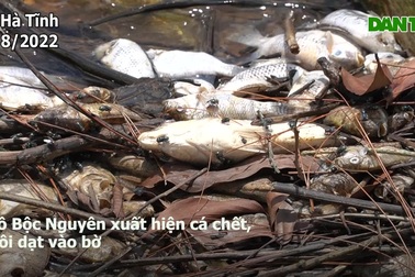 Cá chết tại hồ chứa nước ngọt cung cấp cho 47.000 hộ dân