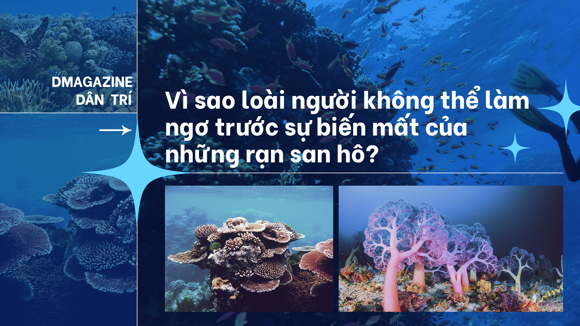 Vì sao loài người không thể làm ngơ trước sự biến mất của san hô?