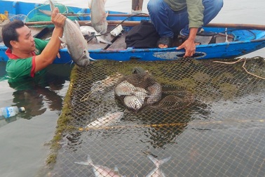 Hàng tấn cá lồng chết đột ngột