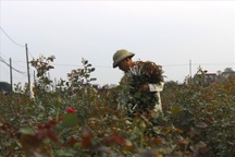 Làng hoa Tây Tựu trầm lắng dù cận ngày Quốc tế Phụ nữ 8.3