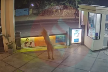 Sư tử thong dong dạo chơi trong khuôn viên khách sạn