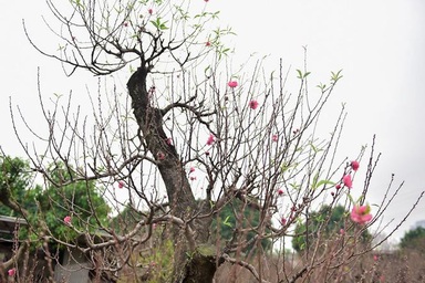 Đào cổ thụ Nhật Tân giá hàng trăm triệu của đại gia chơi Tết