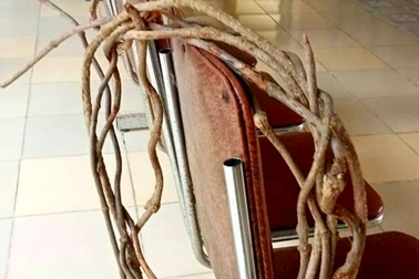 Tìm ra nguyên nhân 7 người nhập viện sau uống nước nấu từ cây rừng