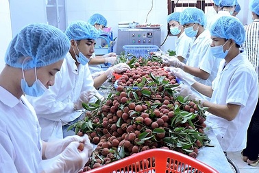 Bộ Công Thương đề xuất giám định vải thiều không phù hợp thông lệ quốc tế