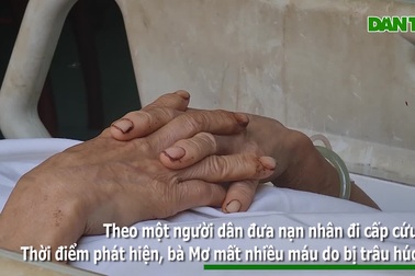 Trâu "điên" tấn công nhiều người dân Đắk Nông