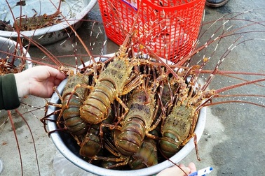 Bẫy tôm hùm biển, ngư dân kiếm chục triệu sau 2 đêm ra khơi