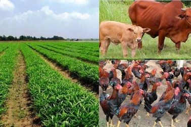 Với 200 triệu đồng, tôi có nên bỏ việc về quê trồng rau sạch, nuôi bò?