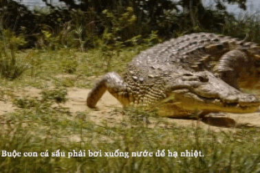 Video khoảnh khắc cá sấu được đồng minh tí hon bảo vệ "gia sản"