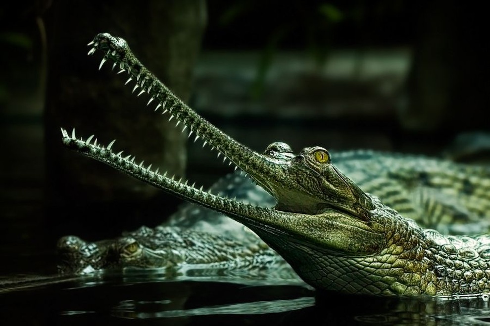 Chuyện về loài cá sấu khổng lồ siêu hiếm nổi tiếng... nhút nhát - 1 Chuyện về loài cá sấu khổng lồ siêu hiếm nổi tiếng... nhút nhát - 1