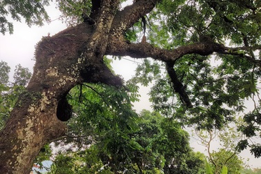 Quần thể lim xanh 600 năm ở ngôi đền cổ được gìn giữ như báu vật