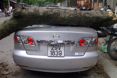 Hà Nội: Xế hộp “gặp họa” vì đỗ dưới cây gỗ mục