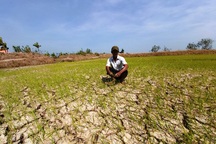 Nguy cơ mất trắng hàng nghìn héc ta lúa vì hạn mặn