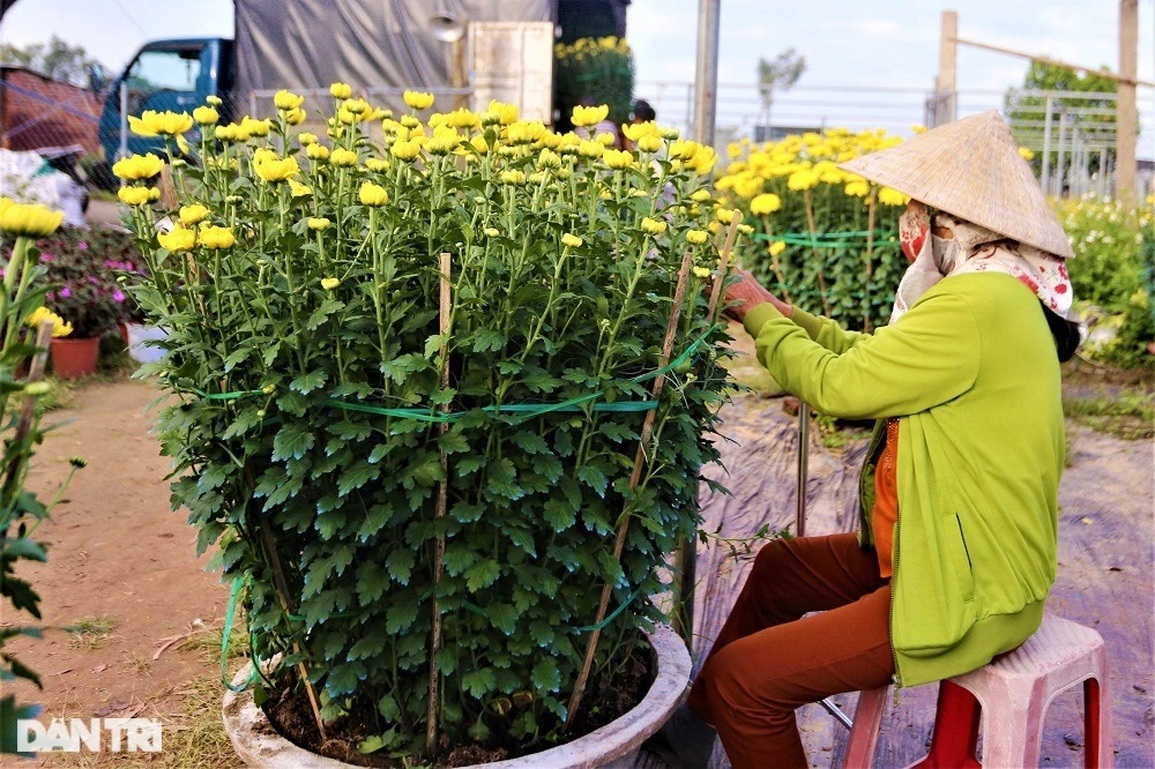 Vượt khó mùa dịch, làng hoa lớn nhất Đà Nẵng tất bật ngày giáp Tết - 6