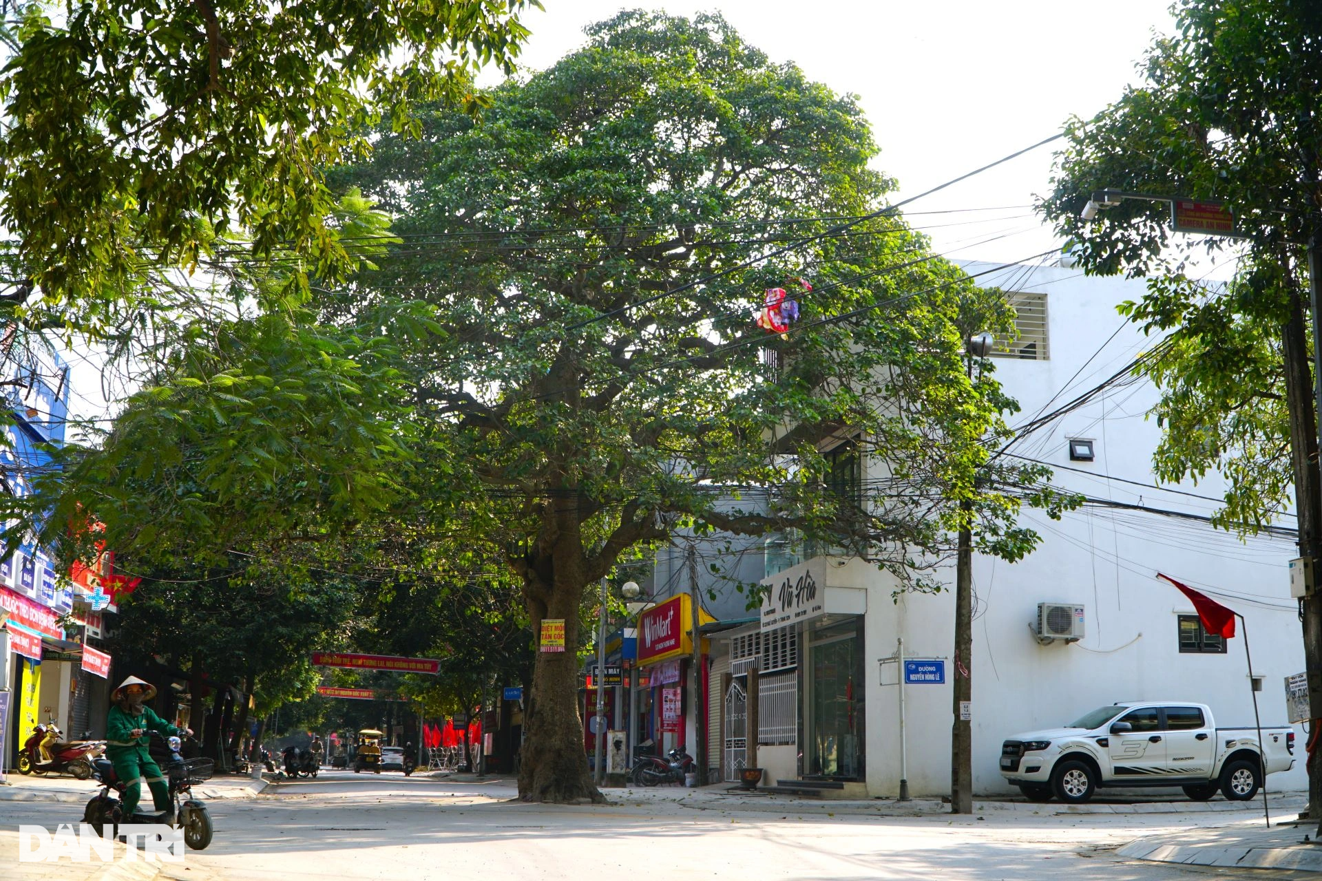 Lạ lùng 2 cây vông cổ thụ nằm giữa ngã tư đường, không ai dám chặt phá - 7 Lạ lùng 2 cây vông cổ thụ nằm giữa ngã tư đường, không ai dám chặt phá - 7