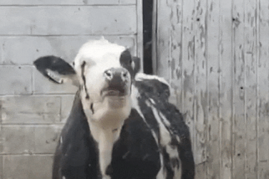 Clip: Đến chú bò cũng thích tuyết như thế này...