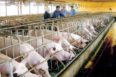 TPP và chuyện một con lợn gánh 50 loại phí