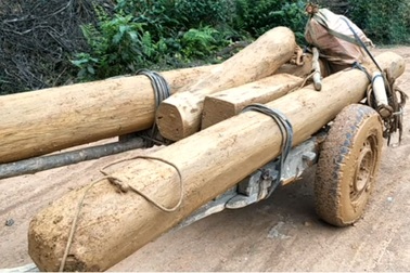 Tạm đình chỉ Trưởng ban Quản lý rừng để lâm tặc hoành hành