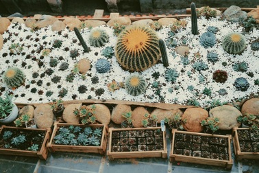 Người đàn ông "lột xác" mái hiên 3m2 thành vườn xương rồng, sen đá ấn tượng