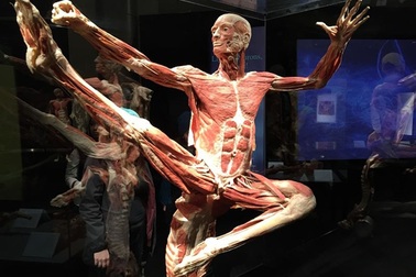 Triển lãm nội tạng và cơ thể người ở TP.HCM: Có dấu hiệu vi phạm pháp luật?