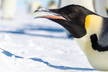 Kỷ lục lặn lâu nhất thế giới của chim cánh cụt ở Nam Cực