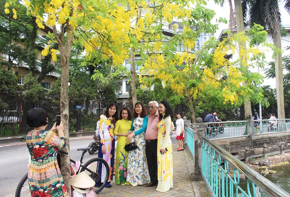 Rực rỡ sắc muồng Hoàng Yến, ngát hương thơm trong nắng hè Hà Nội - 8 Rực rỡ sắc muồng Hoàng Yến, ngát hương thơm trong nắng hè Hà Nội - 8