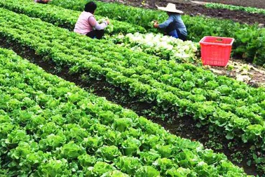 Nông dân Hà Nội lãi lớn vụ rau Tết Nguyên đán