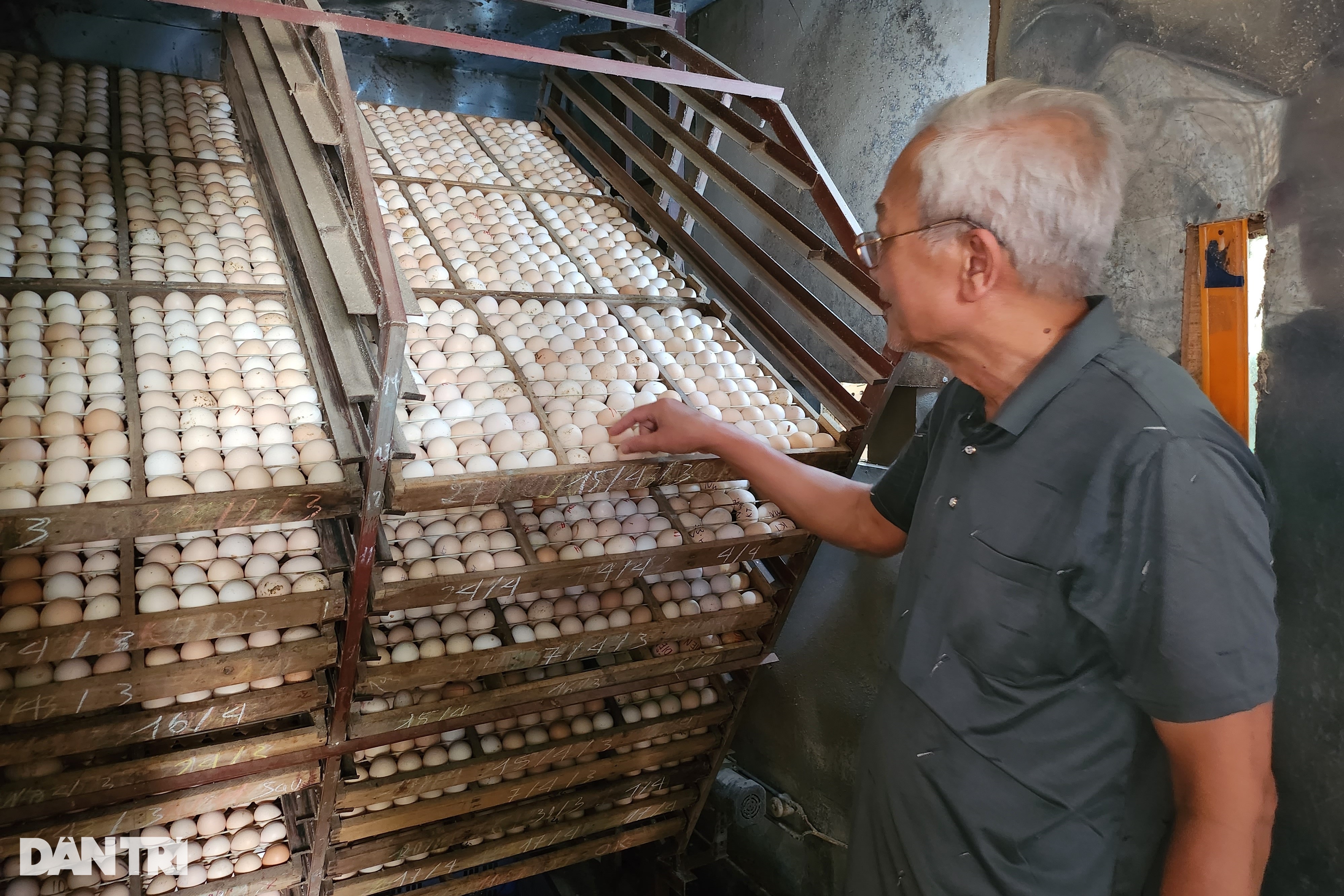 Nuôi gà chân voi, cụ ông đều đặn đếm tiền tỷ - 4 Nuôi gà chân voi, cụ ông đều đặn đếm tiền tỷ - 4