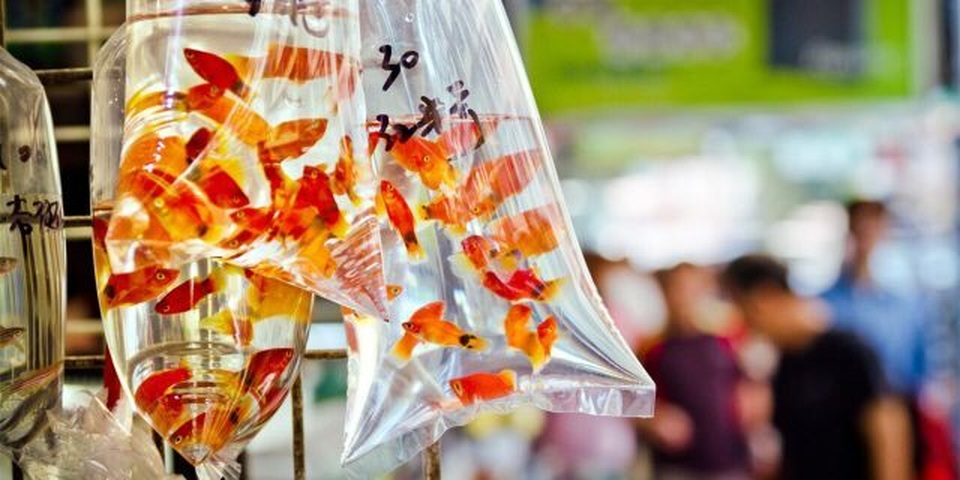 Những vật dụng điên rồ nhất hải quan từng thu giữ từ người nhập cảnh - 8 Những vật dụng điên rồ nhất hải quan từng thu giữ từ người nhập cảnh - 8