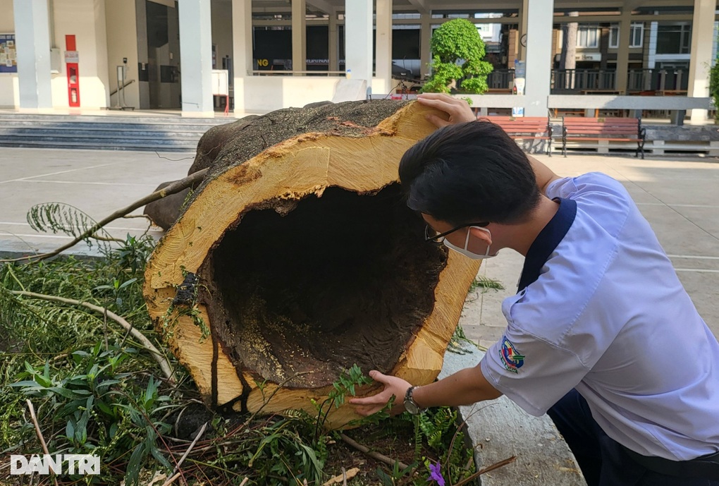 Chặt bỏ cây xanh lâu đời, nhà trường phát hiện sự thật kinh hãi - 1 Chặt bỏ cây xanh lâu đời, nhà trường phát hiện sự thật kinh hãi - 1