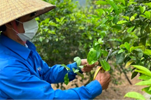 Nông dân sản xuất nước rửa chén từ cốt chanh nhờ công nghệ sinh học