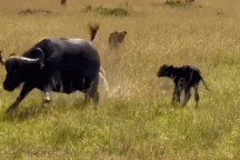 Trâu rừng vừa sinh con bị bầy sư tử bao vây và cái kết đầy bi thảm