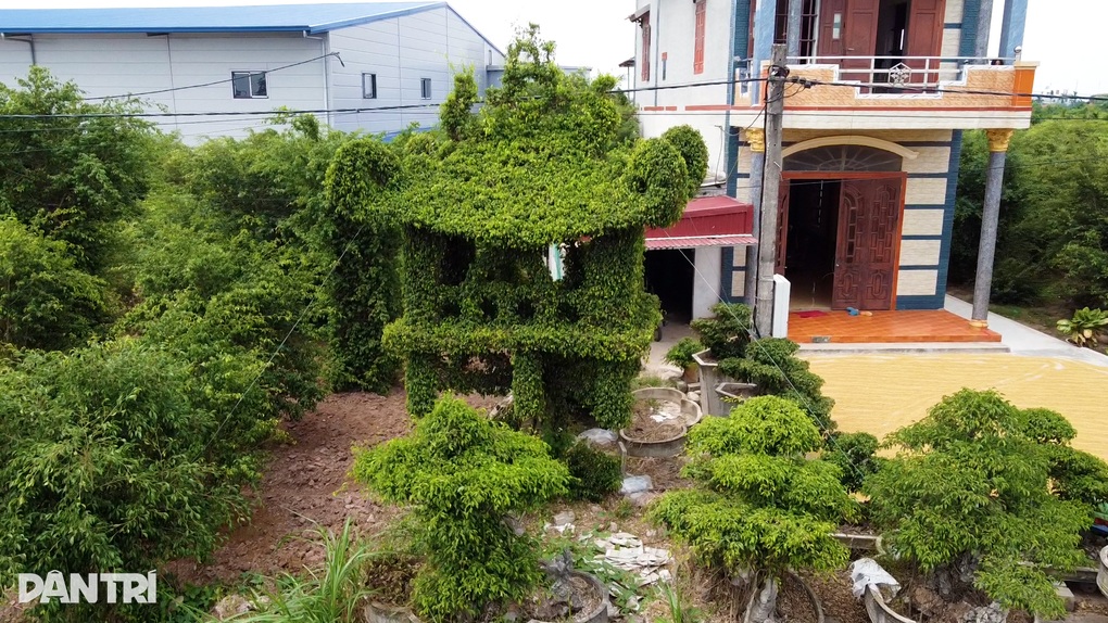 Cây sanh giống chùa Một Cột của lão nông Nam Định được trả 250 triệu đồng - 2 Cây sanh giống chùa Một Cột của lão nông Nam Định được trả 250 triệu đồng - 2